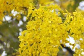 Muồng hoàng yến vàng rực giữa trời hè Hà Nội Muồng hoàng yến vàng rực giữa trời hè Hà Nội