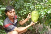 Thu hơn nửa tỷ đồng/năm từ trồng mãng cầu xiêm Thu hơn nửa tỷ đồng/năm từ trồng mãng cầu xiêm