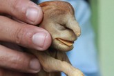 Chó hình đầu voi ngâm rượu 17 năm vẫn còn nguyên Chó hình đầu voi ngâm rượu 17 năm vẫn còn nguyên