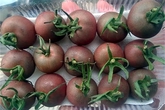Ăn cà chua lạ, đắt gấp 10 vẫn tranh nhau mua Ăn cà chua lạ, đắt gấp 10 vẫn tranh nhau mua
