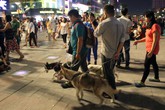 Chó nghìn đô dạo quảng trường đi bộ Nguyễn Huệ Chó nghìn đô dạo quảng trường đi bộ Nguyễn Huệ