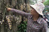 Trải lòng của những phận người mưu sinh dưới gốc cây chốn Hà thành Trải lòng của những phận người mưu sinh dưới gốc cây chốn Hà thành