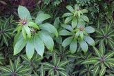 Cây thất diệp “vống” giá nhờ tin đồn đặc trị ung thư Cây thất diệp “vống” giá nhờ tin đồn đặc trị ung thư
