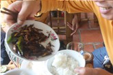 Ăn bọ xít xong, gần 40 người theo nhau nhập viện Ăn bọ xít xong, gần 40 người theo nhau nhập viện