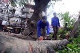 Rồi một ngày, hàng cây vắng tanh… Rồi một ngày, hàng cây vắng tanh…