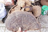 Phú Quốc: Nhìn mặt hét giá bán nấm linh chi Phú Quốc: Nhìn mặt hét giá bán nấm linh chi