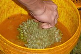 Hoảng vì nhiều thuốc cực độc được dùng để thúc chín và bảo quản trái cây Hoảng vì nhiều thuốc cực độc được dùng để thúc chín và bảo quản trái cây