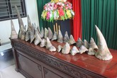 Khởi tố 2 đối tượng vận chuyển hộ 37 kg sừng tê giác Khởi tố 2 đối tượng vận chuyển hộ 37 kg sừng tê giác