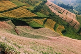 Mê mẩn trước những đồi hoa tam giác mạch Si Ma Cai Mê mẩn trước những đồi hoa tam giác mạch Si Ma Cai