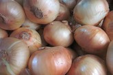 Hành tây Đà Lạt giá cao kỷ lục Hành tây Đà Lạt giá cao kỷ lục