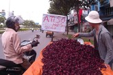 Cây bụi vùng quê thành 'thần dược' trên phố Sài Gòn Cây bụi vùng quê thành 'thần dược' trên phố Sài Gòn