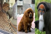 Những sinh vật cảnh chỉ giới siêu giàu mới dám nuôi Những sinh vật cảnh chỉ giới siêu giàu mới dám nuôi