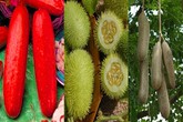 Những giống dưa chuột "quái đản" khiến bà nội trợ mê tít Những giống dưa chuột "quái đản" khiến bà nội trợ mê tít