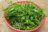 6 loại rau rừng nghe tên lạ tai nhưng ăn cực dễ nghiện của Tây Bắc 6 loại rau rừng nghe tên lạ tai nhưng ăn cực dễ nghiện của Tây Bắc