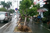 Hàng cây mới trồng trên con đường đẹp nhất Việt Nam đổ rạp vì bão Hàng cây mới trồng trên con đường đẹp nhất Việt Nam đổ rạp vì bão