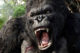 Phim "King Kong" phần 2 chuẩn bị quay tại Việt Nam Phim "King Kong" phần 2 chuẩn bị quay tại Việt Nam