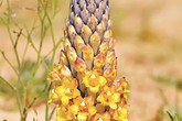 5 "thần dược" giá bình dân bổ như nhân sâm 5 "thần dược" giá bình dân bổ như nhân sâm