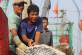 Biển Quỳnh Lưu cá đầy thuyền sau thảm họa nước thải Formosa Biển Quỳnh Lưu cá đầy thuyền sau thảm họa nước thải Formosa