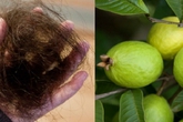 Bài thuốc ngăn rụng tóc với nắm lá ổi Bài thuốc ngăn rụng tóc với nắm lá ổi