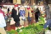Hà Nội: Rau xanh tăng giá gấp đôi sau rét đậm Hà Nội: Rau xanh tăng giá gấp đôi sau rét đậm