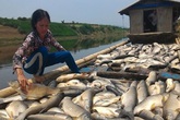 Dân điêu đứng vì cá chết trắng sông Dân điêu đứng vì cá chết trắng sông