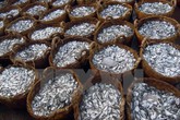 Xử lý 3.900 tấn hải sản tồn kho ở miền Trung Xử lý 3.900 tấn hải sản tồn kho ở miền Trung