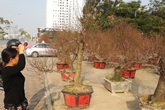 Người làng Nhật Tân "hãm, thúc" đào thế nào để nở hoa đúng Tết? Người làng Nhật Tân "hãm, thúc" đào thế nào để nở hoa đúng Tết?