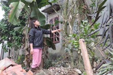Hà Nội: Lão nông hàng ngày hái chè 200 tuổi hãm nước uống Hà Nội: Lão nông hàng ngày hái chè 200 tuổi hãm nước uống