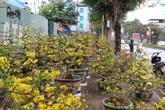Mai vàng Nam Bộ rực rỡ giữa Thủ đô Mai vàng Nam Bộ rực rỡ giữa Thủ đô