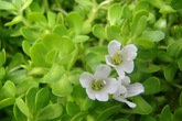 Thảo dược Bacopa Monieri - Dứt sớm chứng rối loạn thần kinh, mất ngủ, hay quên Thảo dược Bacopa Monieri - Dứt sớm chứng rối loạn thần kinh, mất ngủ, hay quên