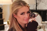 Paris Hilton bỏ 8.000 USD mua cún cưng bé bằng tách trà Paris Hilton bỏ 8.000 USD mua cún cưng bé bằng tách trà