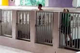 Phẫn nộ cảnh trẻ em khuyết tật bị nhốt trong chuồng như vật nuôi Phẫn nộ cảnh trẻ em khuyết tật bị nhốt trong chuồng như vật nuôi