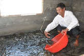 Cá lóc ăn Tết loại 1 hơn 300.000 đồng/kg dân phố vẫn đua nhau đặt Cá lóc ăn Tết loại 1 hơn 300.000 đồng/kg dân phố vẫn đua nhau đặt