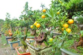Quất bonsai độc nhất vô nhị tết Đinh Dậu Quất bonsai độc nhất vô nhị tết Đinh Dậu