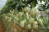 Dân Đà Lạt kiếm bộn tiền nhờ dưa hấu tí hon, bí ngô 1 tạ Dân Đà Lạt kiếm bộn tiền nhờ dưa hấu tí hon, bí ngô 1 tạ