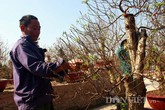 Quất chết khô, đào nở sớm trước Tết: "Chỉ còn cách lập đàn cầu mưa" Quất chết khô, đào nở sớm trước Tết: "Chỉ còn cách lập đàn cầu mưa"