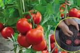 Lạ đời cách trồng cà chua "thái miếng" chỉ mất vài phút, sau được cả vườn cà chua sai trĩu Lạ đời cách trồng cà chua "thái miếng" chỉ mất vài phút, sau được cả vườn cà chua sai trĩu