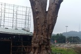 Gặp "dị nhân" từ chối bán cây quý... 1 triệu USD để dùng tạo hình Phật mộc Gặp "dị nhân" từ chối bán cây quý... 1 triệu USD để dùng tạo hình Phật mộc