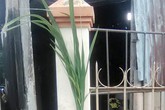 Loài cây giống lúa cao 2 m khiến nhiều người lo sợ Loài cây giống lúa cao 2 m khiến nhiều người lo sợ