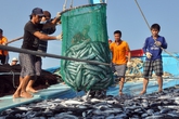 Bồi thường thiệt hại môi trường biển tại 4 tỉnh miền Trung: Chính phủ sẽ thành lập 4 đoàn thanh, kiểm tra Bồi thường thiệt hại môi trường biển tại 4 tỉnh miền Trung: Chính phủ sẽ thành lập 4 đoàn thanh, kiểm tra