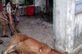 Đà Nẵng: Người dân bức xúc vì lò mổ “chui” giữa khu dân cư Đà Nẵng: Người dân bức xúc vì lò mổ “chui” giữa khu dân cư