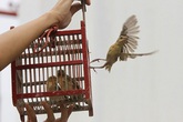 Vì sao phóng sinh Rằm tháng 7 nên chọn nơi vắng vẻ? Vì sao phóng sinh Rằm tháng 7 nên chọn nơi vắng vẻ?