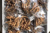 Sâu cỏ Tây Tạng 2,2 tỷ/kg: Gói quà Tết đắt ngang căn hộ Sâu cỏ Tây Tạng 2,2 tỷ/kg: Gói quà Tết đắt ngang căn hộ