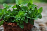 Nhà bạn không còn 1 con chuột với túi trà nhỏ nhắn này Nhà bạn không còn 1 con chuột với túi trà nhỏ nhắn này