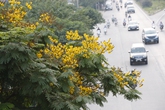 Đường phố Hà Nội đẹp rực rỡ sắc màu của các loài hoa mùa hạ Đường phố Hà Nội đẹp rực rỡ sắc màu của các loài hoa mùa hạ