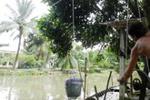 Bán hàng bằng 'cáp treo' độc đáo ở miền Tây Bán hàng bằng 'cáp treo' độc đáo ở miền Tây