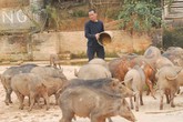 60 tuổi còn bỏ phố lên núi làm giàu 60 tuổi còn bỏ phố lên núi làm giàu