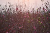 Đào nở sớm ở vườn hoa nổi tiếng thủ đô Đào nở sớm ở vườn hoa nổi tiếng thủ đô
