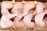 Thịt gà 2.000 đồng/kg đổ về: Truy tìm kẻ nhập khẩu bỏ trốn Thịt gà 2.000 đồng/kg đổ về: Truy tìm kẻ nhập khẩu bỏ trốn