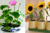 Trồng ngay 7 loại hoa “hộ mệnh” tháng cuối năm để hóa giải điều xấu cho gia chủ Trồng ngay 7 loại hoa “hộ mệnh” tháng cuối năm để hóa giải điều xấu cho gia chủ